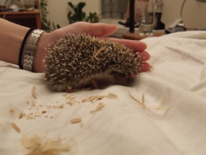 STUD as a young hedgepiglet