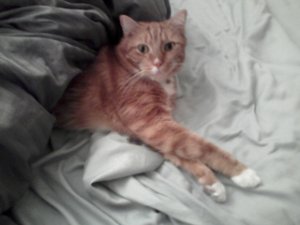 Hank helps make the bed
