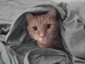 Captain McKitten
