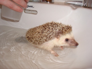 Bathtime with STUD