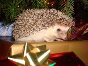 STUD's first Christmas